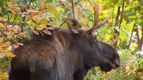 Maine moose population hurt by expanding range of winter ticks