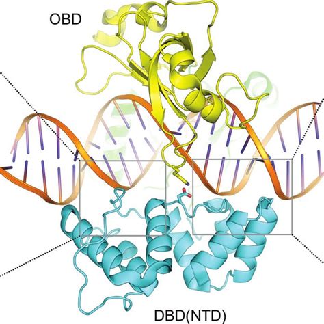 A Hypothetical Model Of The T4 Ligase Gp45 Dna Ternary Complex