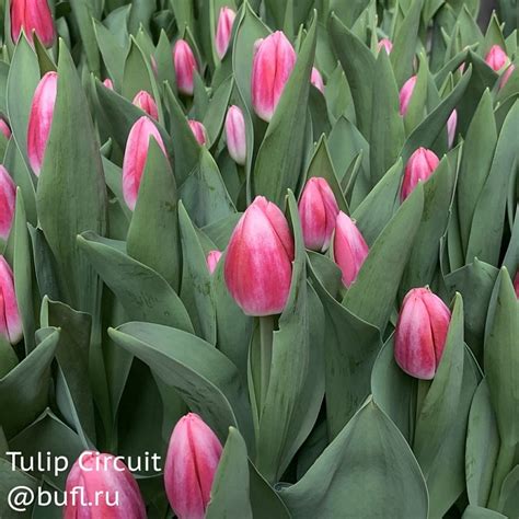 Tulip Circuit авторское фото BUFL RU