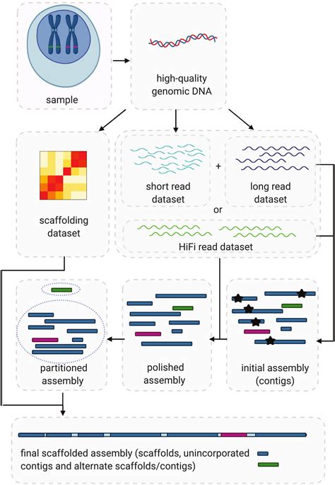 Introduction Genome Assembly