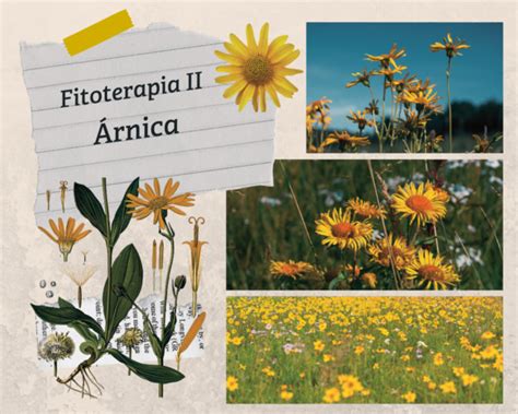 Árnica Fitoterapia y Cosmética Orgánica Tierra de Ceibas