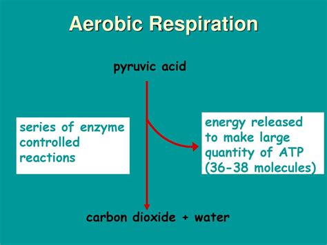 Introduction To Cellular Respiration And Fermentation Ppt Download