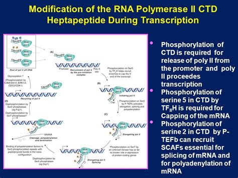 Antibiotics Bind To Rna Polymerase And