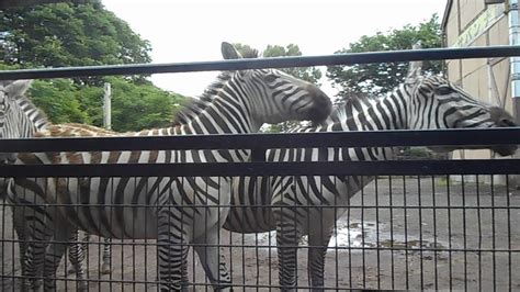 20190612 羽村市動物公園のグラントシマウマ Youtube