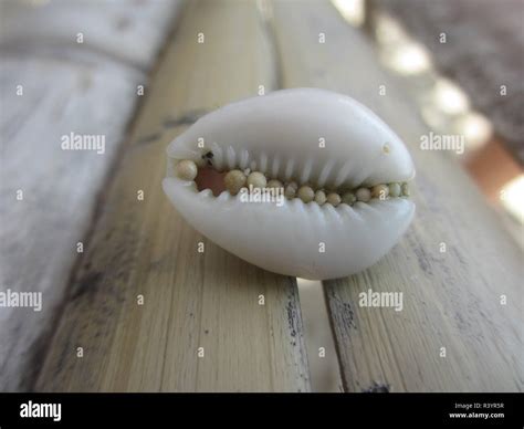 cowry snail  res stock photography  images alamy