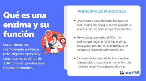 Funciones de las enzimas Ejemplos y explicación