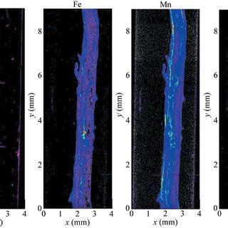 Spatial Accumulation Of Cu Fe Mn And Zn In The Whole Root Collected