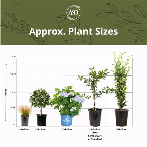 Standard Flower Pot Sizes Best Flower Site