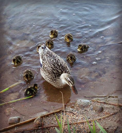 Reflections from Bon Bon Pond: Today's Adorableness