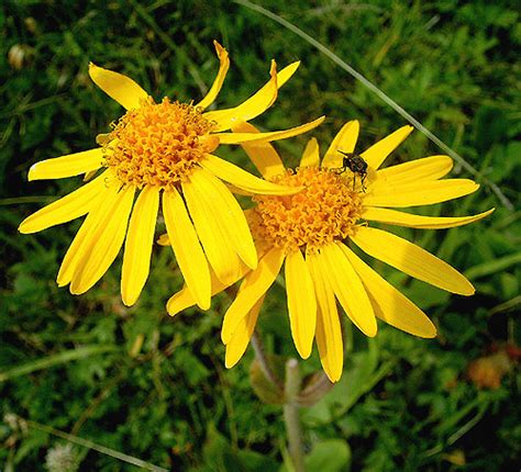 Abondance Une Chance Quelques Fleurs De Nos Montagnes