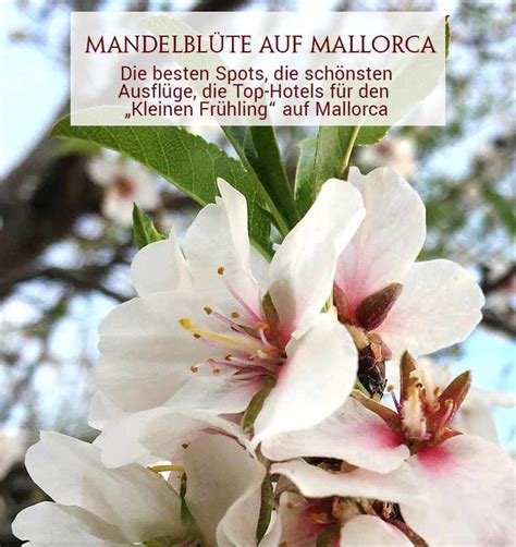 Zur Mandelblüte nach Mallorca schönsten Hotels besten