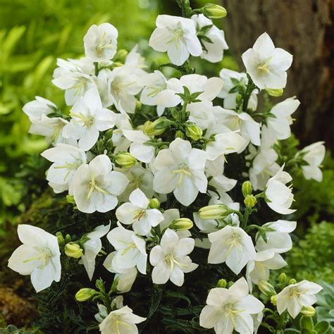 Buy Campanula Haylodgensis White Bali Affordable Gardens4You Co Uk