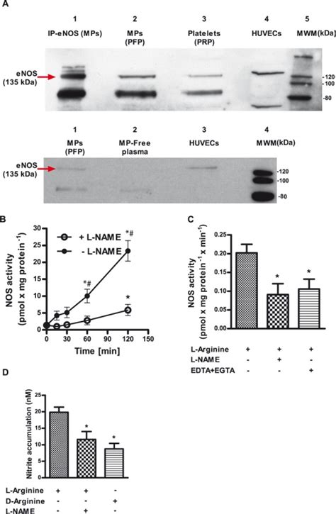 Mps Express A Functional Enos A Western Blot Analysis Of Enos Download Scientific Diagram