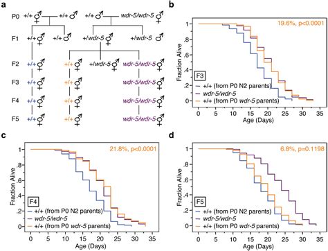 Figure From Transgenerational Epigenetic Inheritance Of Longevity In