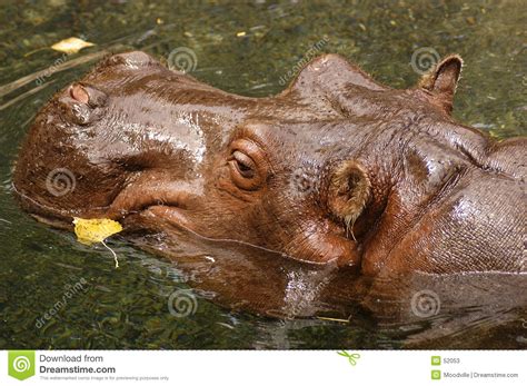 Swimming Hippo stock image. Image of nature, animal, hippo - 52053