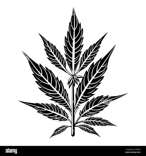 Hemp Leaf Icon Black Cannabis Leaf Icon Isolated Medical Hemp Leaves