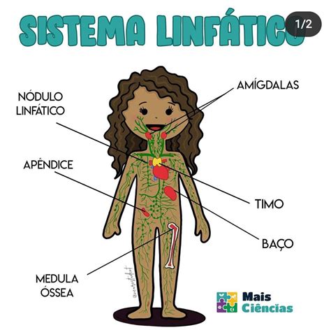 Sistema Linf Tico Mais Ci Ncias Professora Rafaela Lima Ci Ncias E