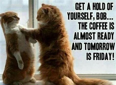 Funny thursday meme with cat | Funny thursday quotes, Happy thursday ...