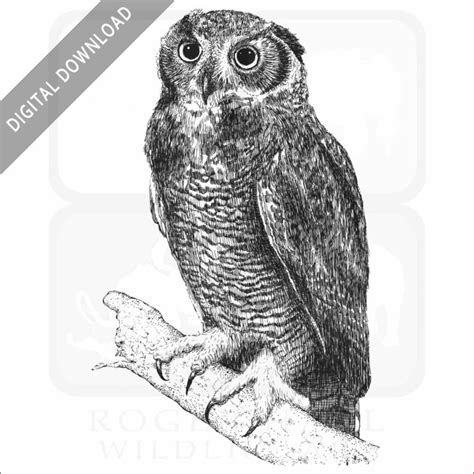 Great Horned Owl Poster Print Infographic