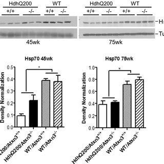 Hsp Levels Are Decreased In The Cns Of Hd Mice But Are Not Further