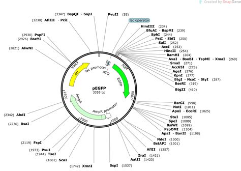 Pegfp Sequence And Map