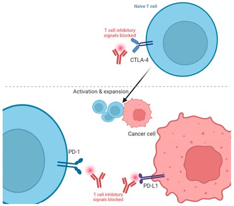 Jcm Free Full Text Review Of The Immune Checkpoint Inhibitors In