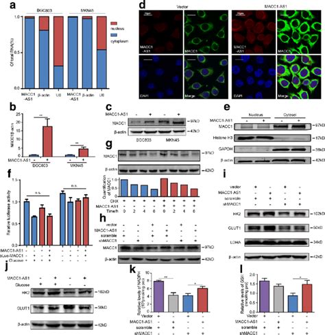 Macc1 As1 Promotes Metabolic Plasticity In Gc Cells Though Macc1