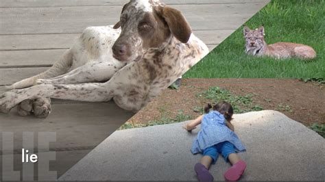 lie | Vidtionary: A Video Dictionary