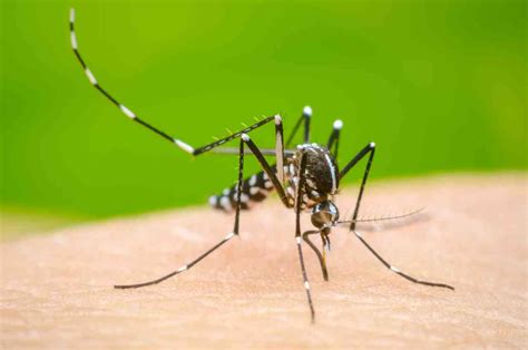 Febbre Dengue In Italia Registrati I Primi Casi Cause Sintomi E Cure