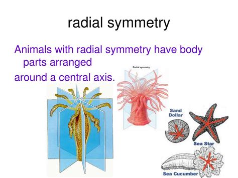 PPT - Introduction to Animals PowerPoint Presentation, free download ...