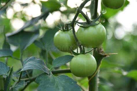 Tomateiros Em Planta Es De Tomate Verde Efeito De Estufa