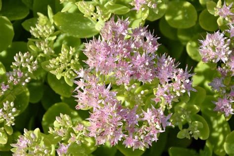 Sedum Crystal Pink ® Rozchodník Zahradnictví Krulichovi