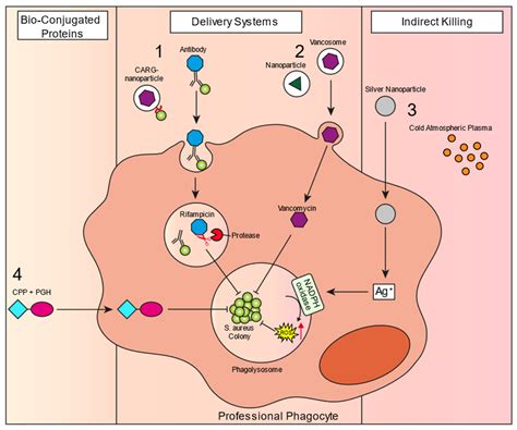 Biomedicines Free Full Text Intracellular Habitation Of