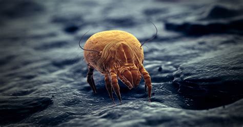 House Dust Mite Immunotherapy Shows Efficacy In Allergic Overlap Syndrome