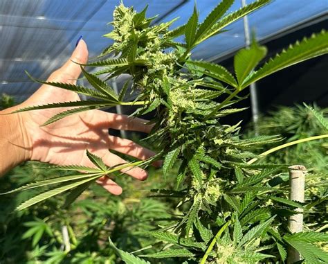 Justiça Federal autoriza uso de flor de cannabis para fins medicinais a