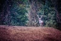 Riserva Naturale Bosco Della Mesola Parco Delta Del Po Ferrara