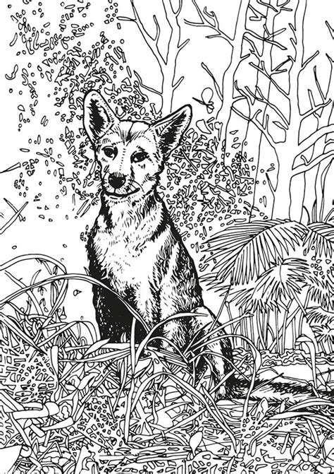 Flora Fauna Australiana Incolour Adult Colouring Books