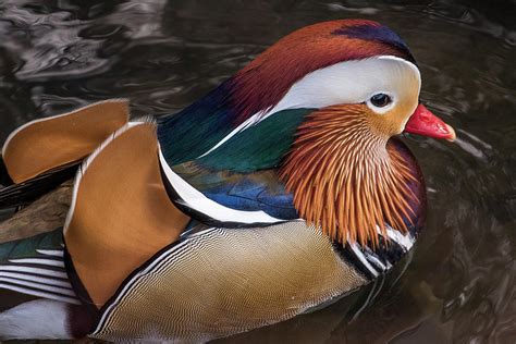 Beautiful Mandarin Duck Central Park Photograph By Bob Cuthbert Pixels