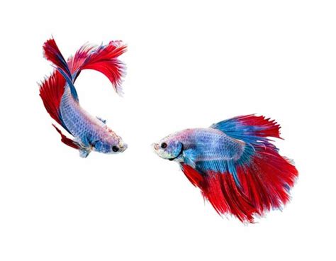 Betta Fish Care - Learn About Nature