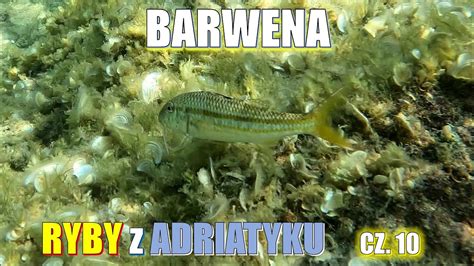 Ryby Z Adriatyku Cz Barwena Ac Mullus Surmuletus Kamera