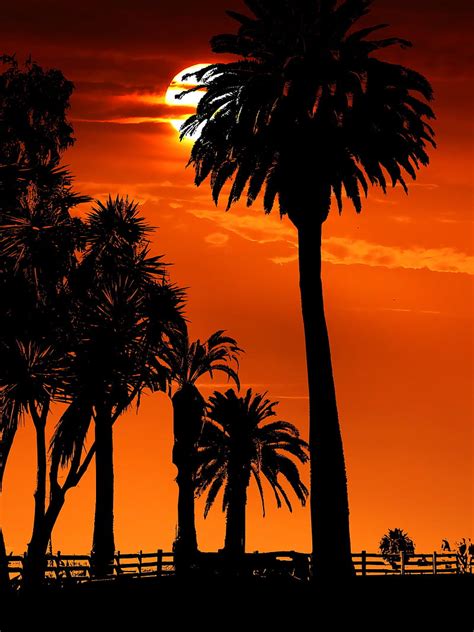 Palm Trees Sunset Night Silhouettes Sun Hd Phone Wallpaper Peakpx