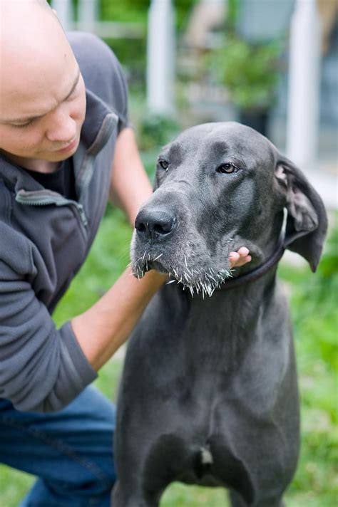 Porcupine Quills in Dogs: What You Need to Know | Alberta Animal Health ...