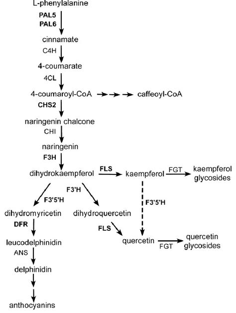 Simplified Scheme For Flavonoid And Phenylpropanoid Synthesis In