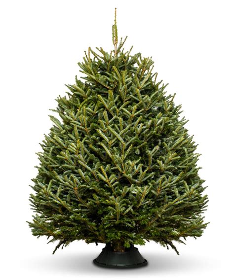 Fraser Fir Real Christmas Tree Uk