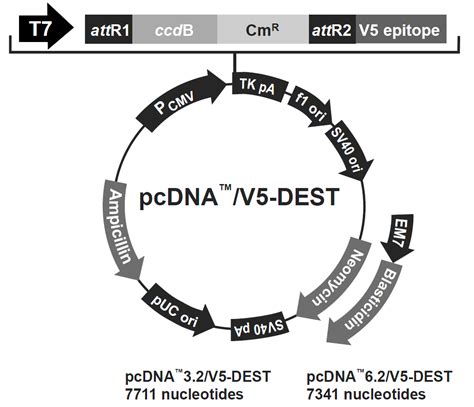 pcDNA6 2 V5 DEST 北京华越洋生物