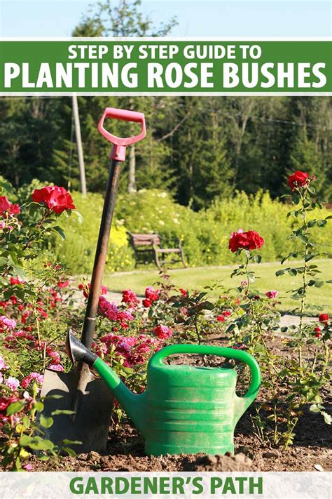 How to Plant Rose Bushes | Gardener’s Path