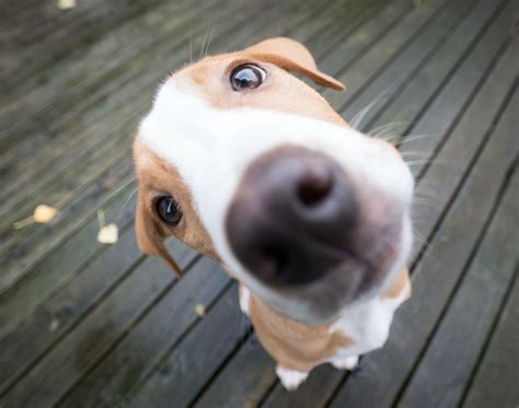 Articulos De Opinion Sobre El Maltrato Animal 6
