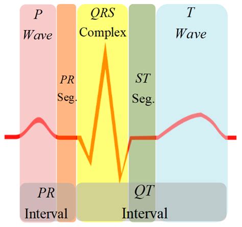 ECG Waveform Explained PDF EKG Labeled Diagrams Components Waves