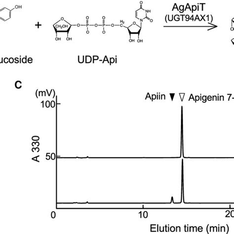 Apigenin 7 O Glucoside Apiosyltransferase Activity Of AgApiT A The