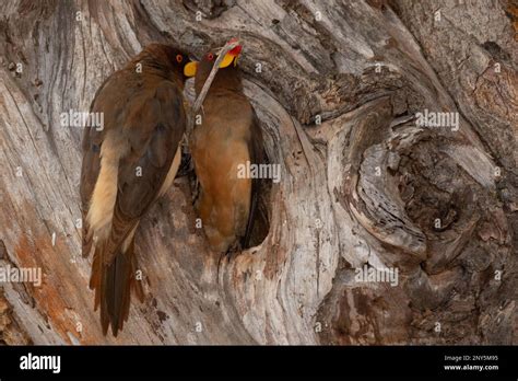 Yellow-billed oxpeckers nesting Stock Photo - Alamy